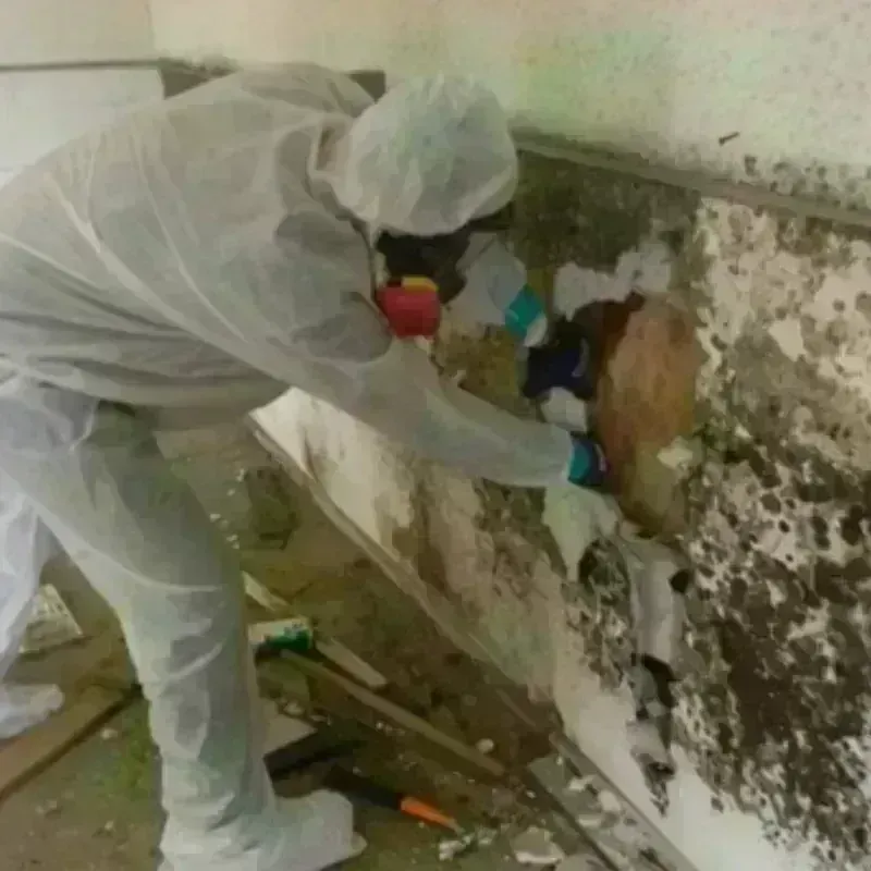 Mold Remediation and Removal in Barrackville, WV